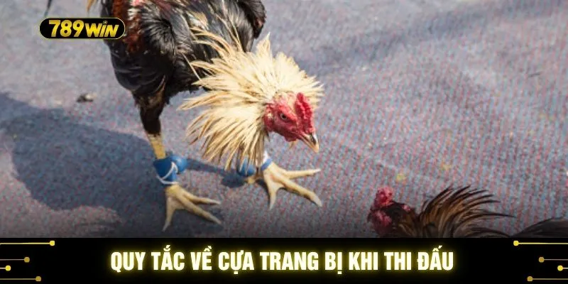 Đá Gà Thomo Mới Nhất 789WIN - Trận Kê Dẫn Đầu Xu Hướng 3 Quy tắc về cựa trang bị khi thi đấu
