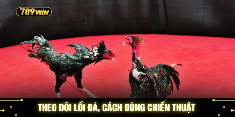 Xem Gà Chọi Ra Đòn 789WIN - Thế Đá Hiểm Hóc Nhất Nhất 3 Theo dõi lối đá, cách dùng chiến thuật