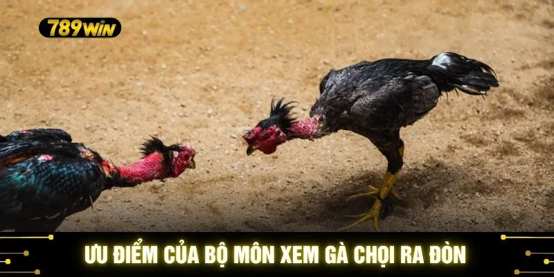 Xem Gà Chọi Ra Đòn 789WIN - Thế Đá Hiểm Hóc Nhất Nhất 2 Ưu điểm của bộ môn xem gà chọi ra đòn