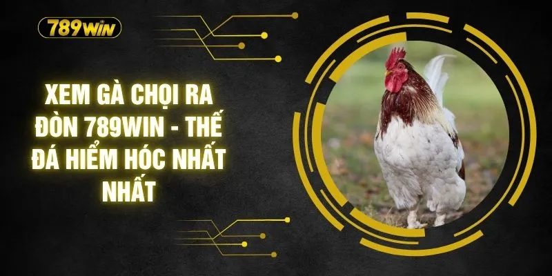 Xem Gà Chọi Ra Đòn 789WIN - Thế Đá Hiểm Hóc Nhất Nhất 1 Xem Gà Chọi Ra Đòn 789WIN - Thế Đá Hiểm Hóc Nhất Nhất